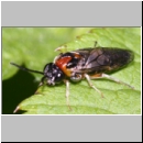 Mesoneura opaca - Blattwespe 01a 7mm.jpg